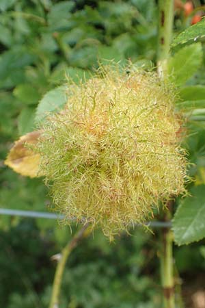 Rosa elliptica \ Keilblttrige Rose / Wedge-Leaved Rose, D Großheubach am Main 10.9.2016