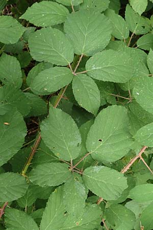 Rubus eifeliensis \ Eifel-Brombeere, D Odenwald, Fürth 5.7.2018