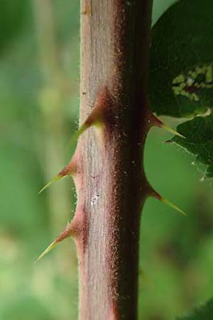 Rubus eifeliensis \ Eifel-Brombeere, D Odenwald, Fürth 5.7.2018