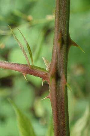 Rubus eifeliensis \ Eifel-Brombeere, D Odenwald, Fürth 5.7.2018