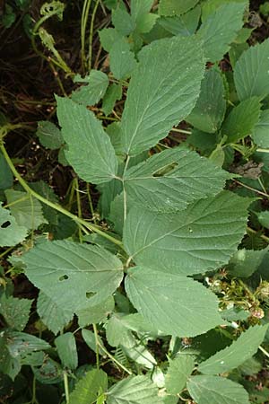 Rubus elegans \ Vielschwnzige Brombeere, D Bad Orb 4.8.2019