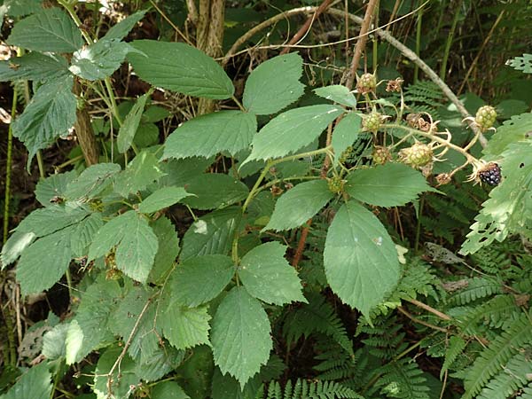 Rubus elegans \ Vielschwnzige Brombeere, D Bad Orb 4.8.2019