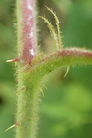 Rubus elegans \ Vielschwnzige Brombeere, D Bad Orb 4.8.2019
