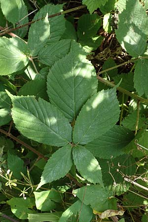 Rubus elegans \ Vielschwnzige Brombeere, D Bad Orb 4.8.2019
