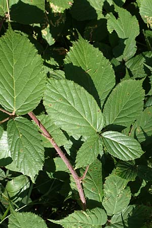 Rubus elegans \ Vielschwnzige Brombeere, D Bad Orb 4.8.2019