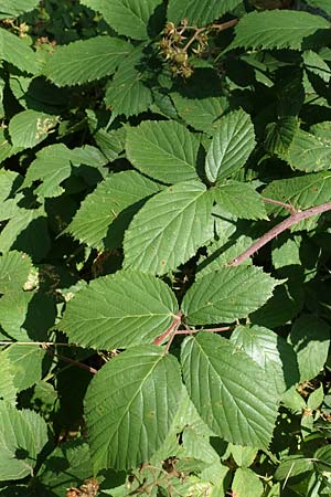 Rubus elegans \ Vielschwnzige Brombeere, D Bad Orb 4.8.2019