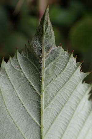 Rubus elegantispinosus \ Schlankstachelige Brombeere / Elegant-Spine Bramble, D Herne 28.7.2020