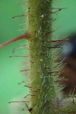 Rubus erythrocomos \ Rotschopf-Brombeere / Red-Tuft Bramble, D Windeck-Mittel 5.9.2021
