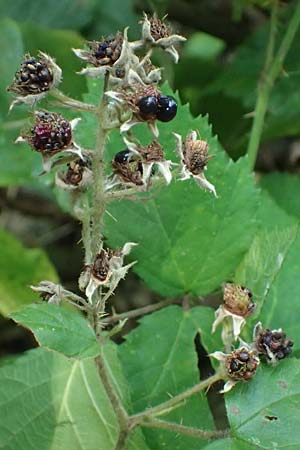 Rubus erythrocomos \ Rotschopf-Brombeere / Red-Tuft Bramble, D Windeck-Mittel 5.9.2021