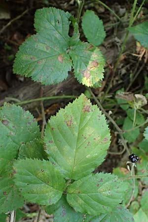 Rubus erythrocomos \ Rotschopf-Brombeere / Red-Tuft Bramble, D Windeck-Mittel 5.9.2021