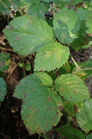 Rubus erythrocomos \ Rotschopf-Brombeere / Red-Tuft Bramble, D Windeck-Mittel 5.9.2021