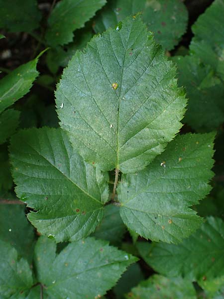 Rubus erythrocomos \ Rotschopf-Brombeere / Red-Tuft Bramble, D Windeck-Mittel 5.9.2021