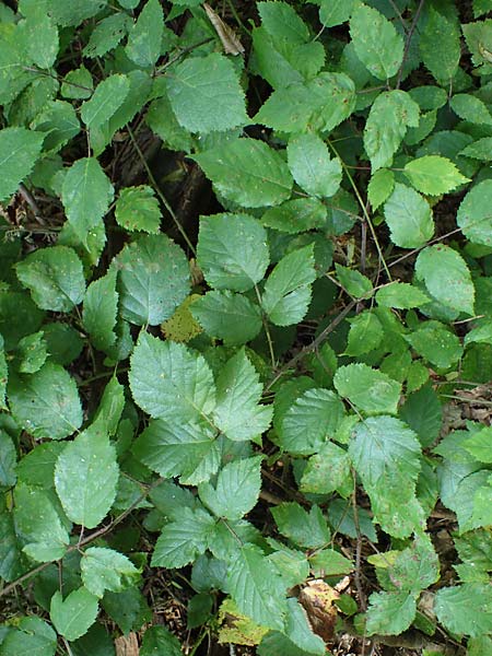 Rubus erythrocomos \ Rotschopf-Brombeere / Red-Tuft Bramble, D Windeck-Mittel 5.9.2021