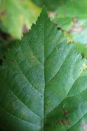 Rubus erythrocomos \ Rotschopf-Brombeere / Red-Tuft Bramble, D Windeck-Mittel 5.9.2021