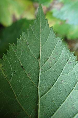 Rubus erythrocomos \ Rotschopf-Brombeere / Red-Tuft Bramble, D Windeck-Mittel 5.9.2021
