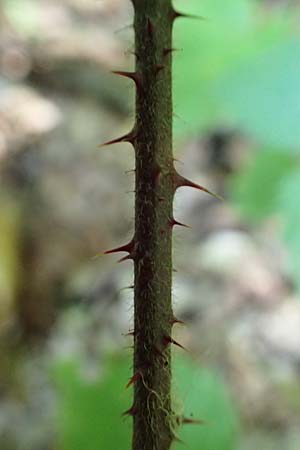Rubus erythrocomos \ Rotschopf-Brombeere / Red-Tuft Bramble, D Windeck-Mittel 5.9.2021