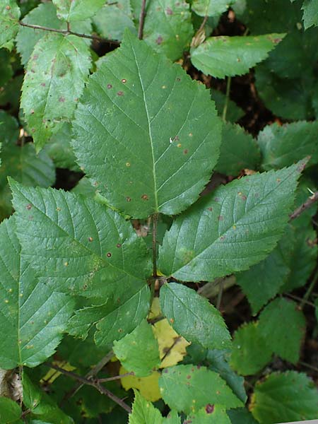 Rubus erythrocomos \ Rotschopf-Brombeere / Red-Tuft Bramble, D Windeck-Mittel 5.9.2021