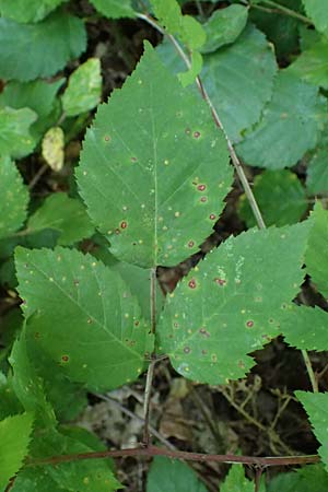 Rubus erythrocomos \ Rotschopf-Brombeere / Red-Tuft Bramble, D Windeck-Mittel 5.9.2021