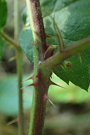 Rubus erythrocomos \ Rotschopf-Brombeere / Red-Tuft Bramble, D Windeck-Mittel 5.9.2021