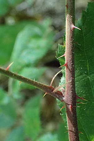 Rubus erythrocomos \ Rotschopf-Brombeere / Red-Tuft Bramble, D Windeck-Mittel 5.9.2021
