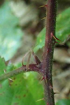 Rubus erythrocomos \ Rotschopf-Brombeere / Red-Tuft Bramble, D Windeck-Mittel 5.9.2021
