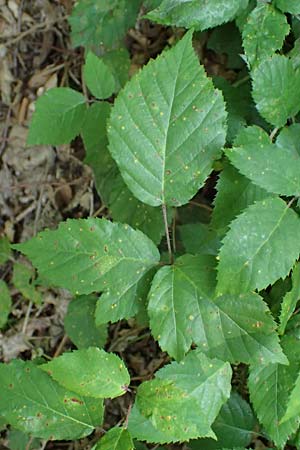 Rubus erythrocomos \ Rotschopf-Brombeere / Red-Tuft Bramble, D Windeck-Mittel 5.9.2021