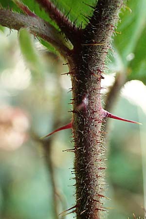 Rubus erythrocomos \ Rotschopf-Brombeere / Red-Tuft Bramble, D Bergneustadt-Neuenothe 5.9.2021