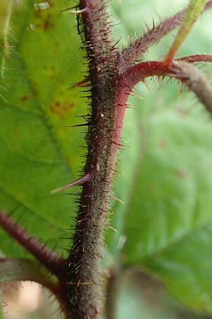 Rubus erythrocomos \ Rotschopf-Brombeere / Red-Tuft Bramble, D Bergneustadt-Neuenothe 5.9.2021