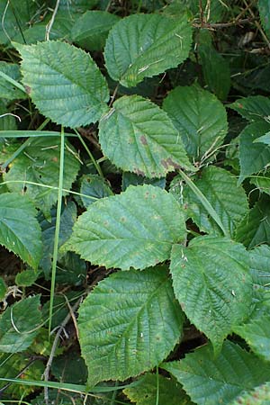 Rubus erythrocomos \ Rotschopf-Brombeere / Red-Tuft Bramble, D Bergneustadt-Neuenothe 5.9.2021