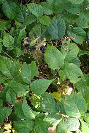 Rubus erythrocomos \ Rotschopf-Brombeere / Red-Tuft Bramble, D Bergneustadt-Neuenothe 5.9.2021