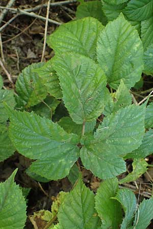 Rubus erythrocomos \ Rotschopf-Brombeere / Red-Tuft Bramble, D Bergneustadt-Neuenothe 5.9.2021