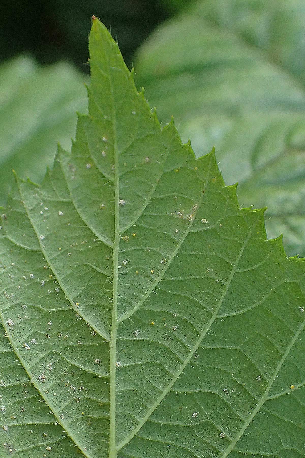 Rubus erythrocomos \ Rotschopf-Brombeere / Red-Tuft Bramble, D Bergneustadt-Neuenothe 5.9.2021