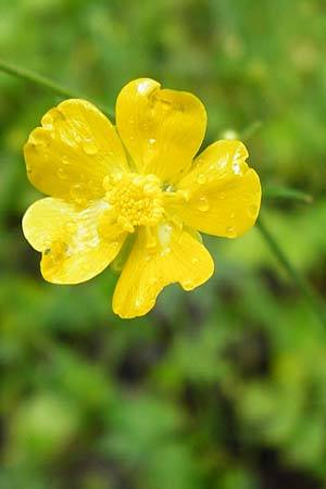 Ranunculus acris subsp. friesianus \ Scharfer Hahnenfu / Meadow Buttercup, D Brackenheim 30.5.2015