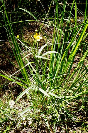 Ranunculus flammula \ Brennender Hahnenfu / Lesser Spearwort, D Ober-Roden 17.6.2015