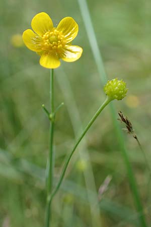Ranunculus flammula \ Brennender Hahnenfu / Lesser Spearwort, D Drover Heide 9.7.2018