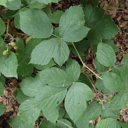 Rubus pyramidalis \ Pyramiden-Brombeere / Pyramidal Bramble, D Herne 27.7.2019