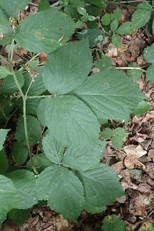 Rubus pyramidalis \ Pyramiden-Brombeere / Pyramidal Bramble, D Herne 27.7.2019