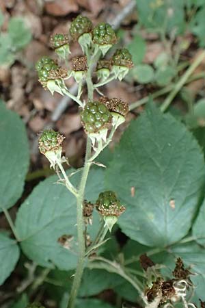 Rubus pyramidalis \ Pyramiden-Brombeere / Pyramidal Bramble, D Herne 27.7.2019
