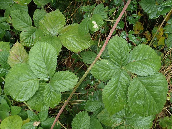 Rubus fasciculatiformis \ Falsche Bschelbltige Haselblatt-Brombeere / False Fasciculate-Flowered Bramble, D Ronshausen 29.7.2019