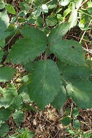 Rubus fissipetalus ? \ Schlitzbltige Brombeere / Slit-Flowered Bramble, D Rheinstetten-Silberstreifen 18.8.2019