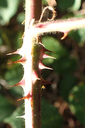 Rubus fissipetalus ? \ Schlitzbltige Brombeere / Slit-Flowered Bramble, D Rheinstetten-Silberstreifen 18.8.2019