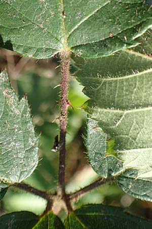 Rubus fissipetalus ? \ Schlitzbltige Brombeere / Slit-Flowered Bramble, D Rheinstetten-Silberstreifen 18.8.2019