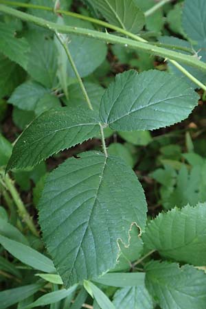 Rubus flexuosus \ Zickzackachsige Brombeere / Zigzag-Axis Bramble, D Karlsruhe 31.8.2019