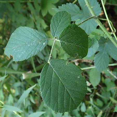Rubus flexuosus \ Zickzackachsige Brombeere / Zigzag-Axis Bramble, D Karlsruhe 31.8.2019