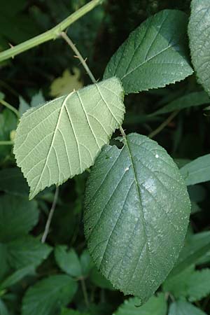 Rubus flexuosus \ Zickzackachsige Brombeere / Zigzag-Axis Bramble, D Karlsruhe 31.8.2019