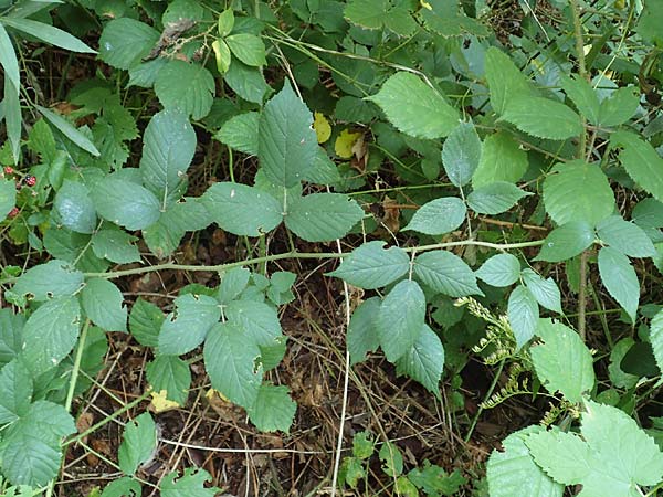 Rubus flexuosus \ Zickzackachsige Brombeere / Zigzag-Axis Bramble, D Karlsruhe 31.8.2019