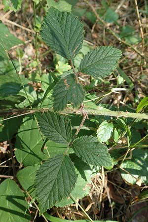 Rubus fissipetalus ? \ Schlitzbltige Brombeere / Slit-Flowered Bramble, D Karlsruhe 31.8.2019