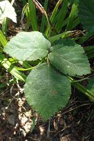 Rubus fissipetalus ? \ Schlitzbltige Brombeere / Slit-Flowered Bramble, D Karlsruhe 31.8.2019