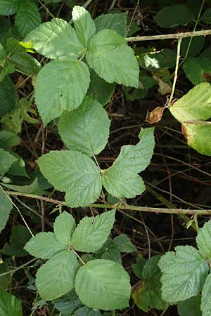 Rubus fasciculatus \ Bschelbltige Haselblatt-Brombeere / Fasciculate-Flowered Bramble, D Vaihingen-Ensingen 13.9.2019