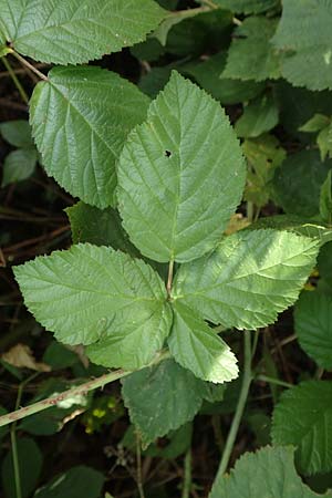 Rubus fasciculatus \ Bschelbltige Haselblatt-Brombeere / Fasciculate-Flowered Bramble, D Vaihingen-Ensingen 13.9.2019